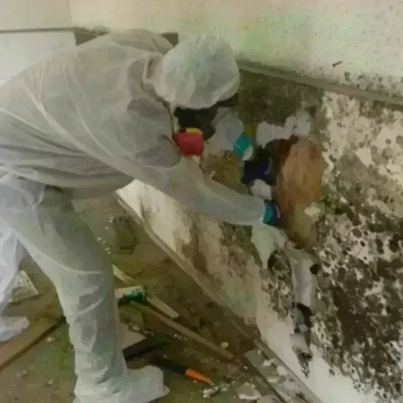 Mold Remediation and Removal in Granite Shoals, TX